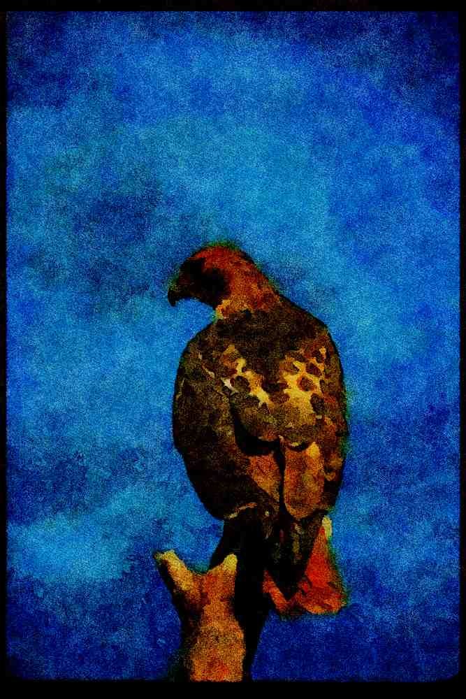 070023 Red Tailed Hawk On Hunting Perch A4 Limited Edition Watercolour Print