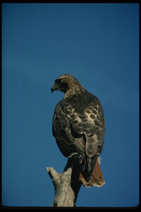 070023 Red Tailed Hawk On Hunting Perch A4 Photo Print