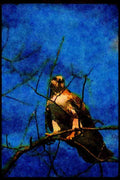 070024 Red Tailed Hawk Searching For Prey A4 Limited Edition Watercolour Print