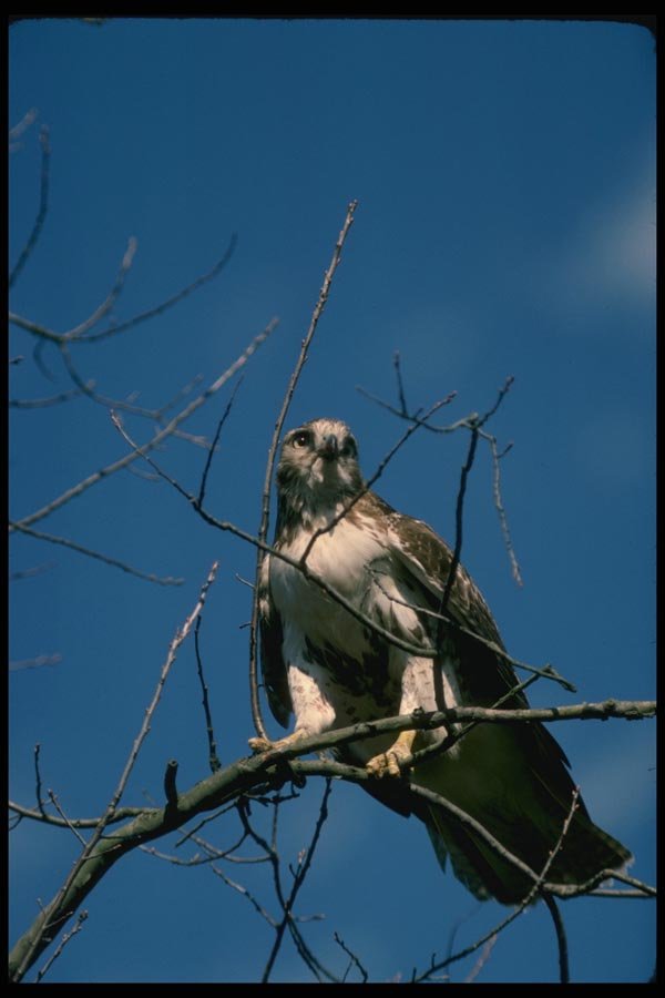 070024 Red Tailed Hawk Searching For Prey A4 Photo Print