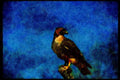 070025 Red Tailed Hawk On Hunting Perch A4 Limited Edition Watercolour Print