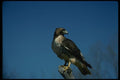 070025 Red Tailed Hawk On Hunting Perch A4 Photo Print