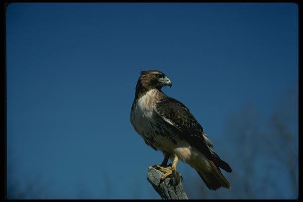 070025 Red Tailed Hawk On Hunting Perch A4 Photo Print