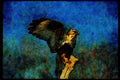 070026 Rough Legged Hawk Lighting On Perch A4 Limited Edition Watercolour Print