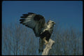070026 Rough Legged Hawk Lighting On Perch A4 Photo Print