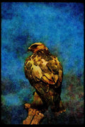 070027 Rough Legged Hawk On Hunting Perch A4 Limited Edition Watercolour Print