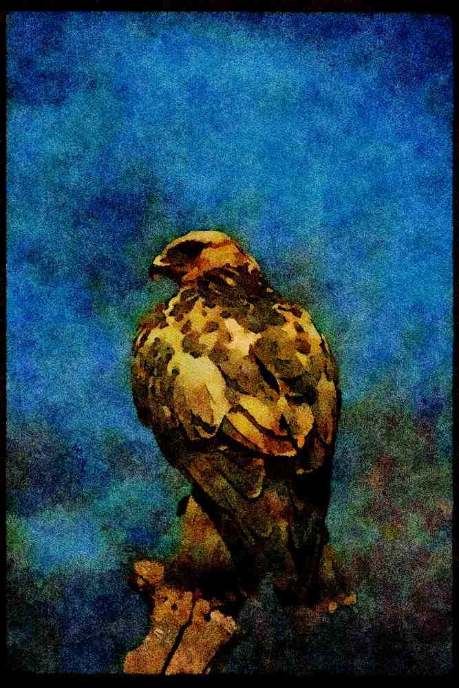 070027 Rough Legged Hawk On Hunting Perch A4 Limited Edition Watercolour Print