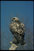 070027 Rough Legged Hawk On Hunting Perch A4 Photo Print