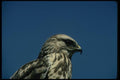 070028 Rough Legged Hawk (Head Shot) A4 Photo Print