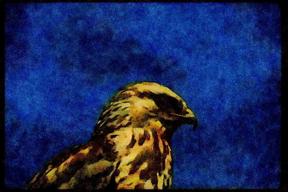 070028 Rough Legged Hawk (Head Shot) A4 Limited Edition Watercolour Print