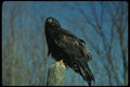 070029 Rough Legged Hawk On Hunting Perch (Black Phase) A4 Photo Print