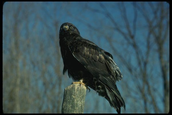 070029 Rough Legged Hawk On Hunting Perch (Black Phase) A4 Photo Print
