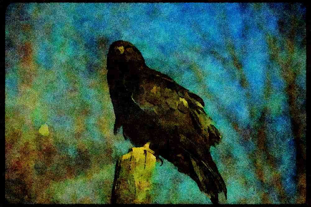 070029 Rough Legged Hawk On Hunting Perch (Black Phase) A4 Limited Edition Watercolour Print