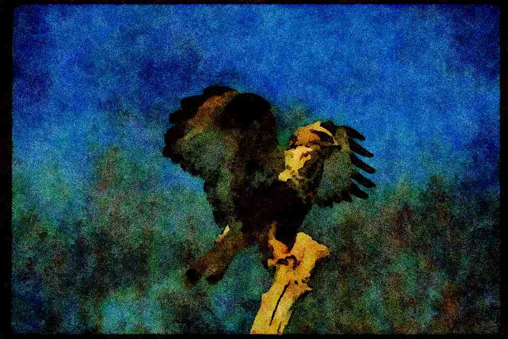 070030 Rough Legged Hawk Lighting On Perch A4 Limited Edition Watercolour Print