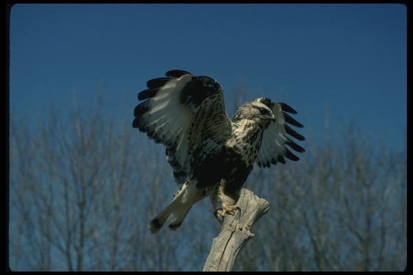 070030 Rough Legged Hawk Lighting On Perch A4 Photo Print