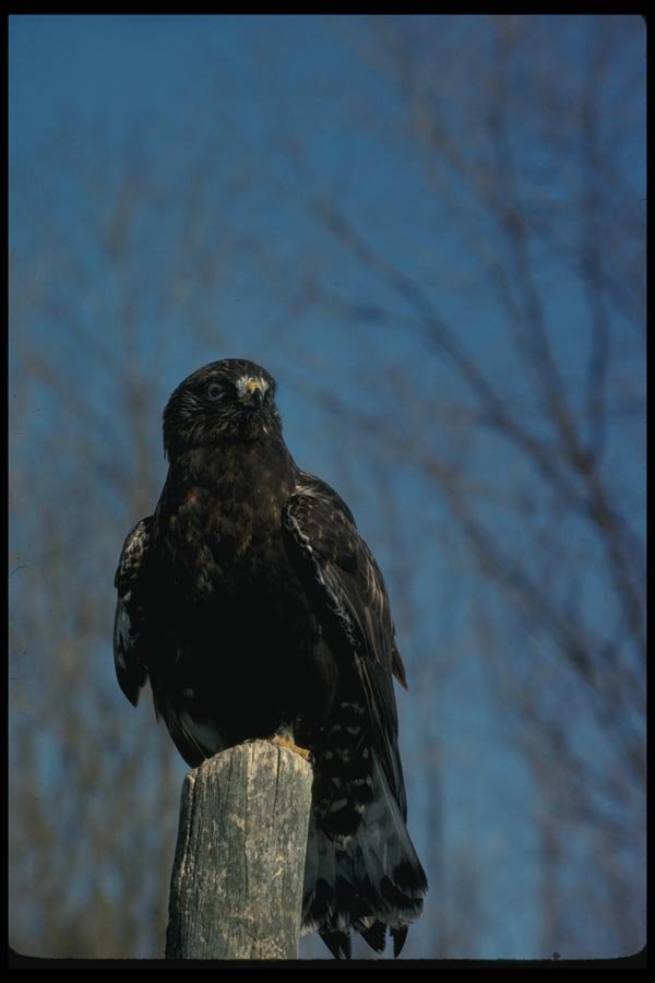 070031 Rough Legged Hawk On Hunting Perch (Black Phase) A4 Photo Print