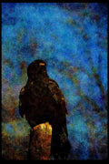 070031 Rough Legged Hawk On Hunting Perch (Black Phase) A4 Limited Edition Watercolour Print