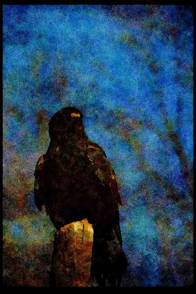 070031 Rough Legged Hawk On Hunting Perch (Black Phase) A4 Limited Edition Watercolour Print