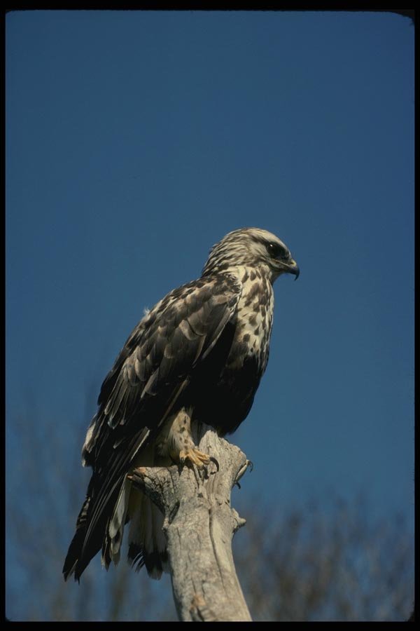 070032 Rough Legged Hawk On Hunting Perch A4 Photo Print