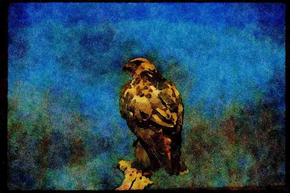 070033 Rough Legged Hawk On Hunting Perch A4 Limited Edition Watercolour Print
