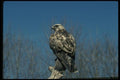 070033 Rough Legged Hawk On Hunting Perch A4 Photo Print
