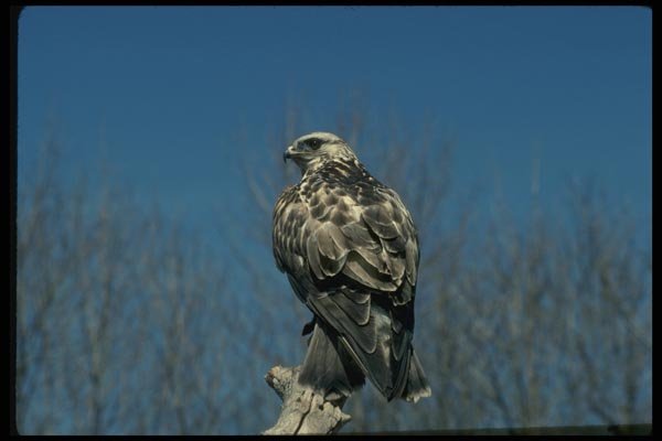 070033 Rough Legged Hawk On Hunting Perch A4 Photo Print