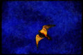 070034 Peregrine Falcon In Flight A4 Limited Edition Watercolour Print