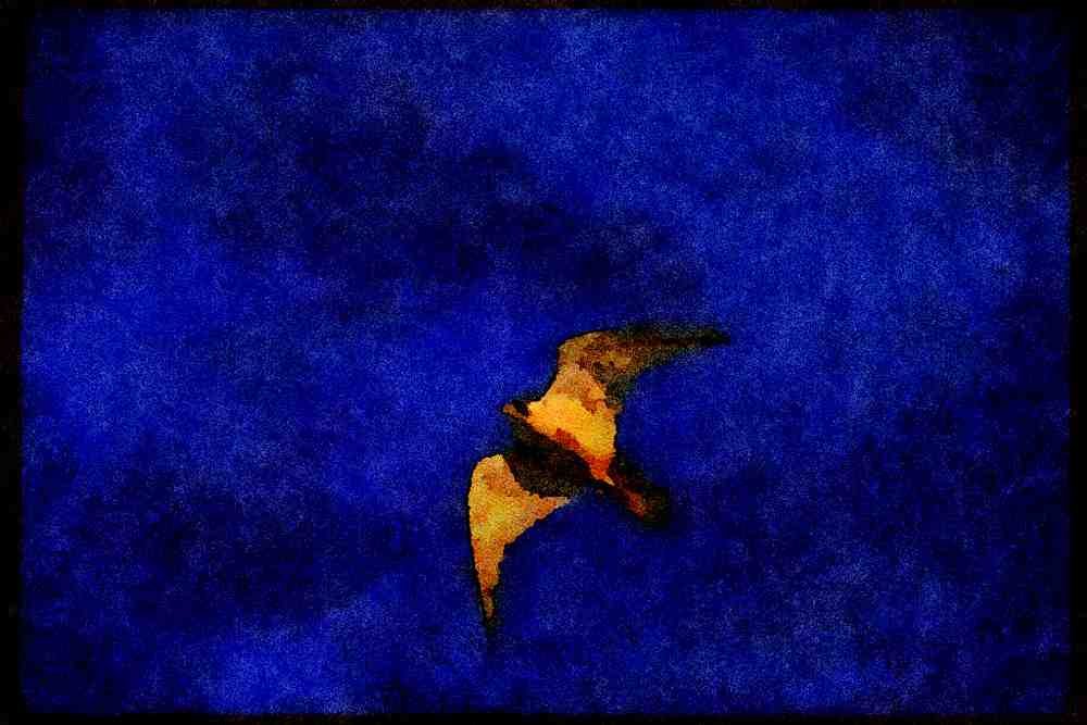 070034 Peregrine Falcon In Flight A4 Limited Edition Watercolour Print