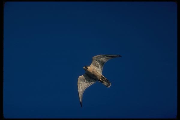 070034 Peregrine Falcon In Flight A4 Photo Print