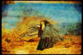 070035 Peregrine Falcon Cloaking Prey A4 Limited Edition Watercolour Print