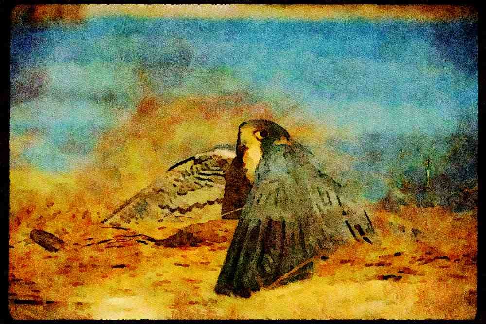 070035 Peregrine Falcon Cloaking Prey A4 Limited Edition Watercolour Print