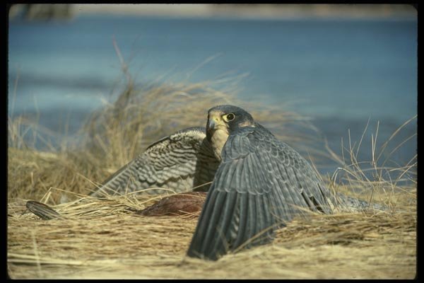 070035 Peregrine Falcon Cloaking Prey A4 Photo Print