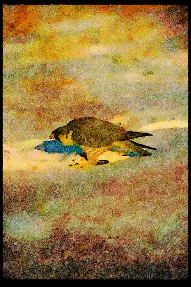 070036 Peregrine Falcon Over Pigeon A4 Limited Edition Watercolour Print