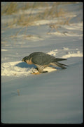070036 Peregrine Falcon Over Pigeon A4 Photo Print