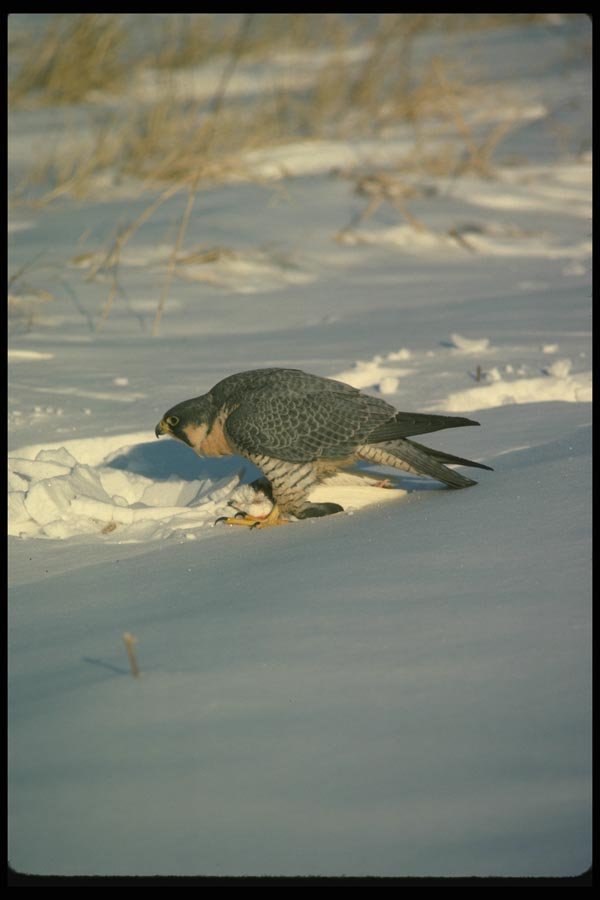 070036 Peregrine Falcon Over Pigeon A4 Photo Print