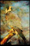 070037 Peregrine Falcon On Hunting Perch A4 Limited Edition Watercolour Print