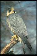 070037 Peregrine Falcon On Hunting Perch A4 Photo Print