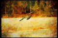 070038 Peregrine Falcon Swooping In To Strike Prey A4 Limited Edition Watercolour Print