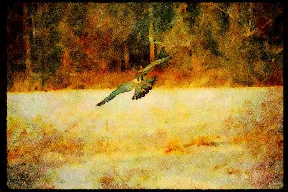 070038 Peregrine Falcon Swooping In To Strike Prey A4 Limited Edition Watercolour Print