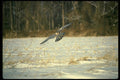 070038 Peregrine Falcon Swooping In To Strike Prey A4 Photo Print