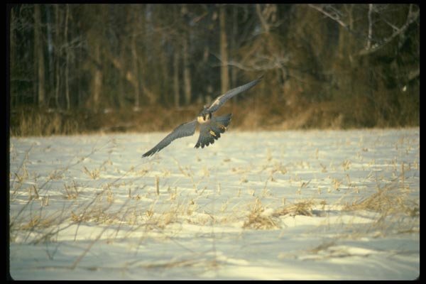 070038 Peregrine Falcon Swooping In To Strike Prey A4 Photo Print