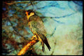 070039 Peregrine Falcon On Hunting Perch A4 Limited Edition Watercolour Print