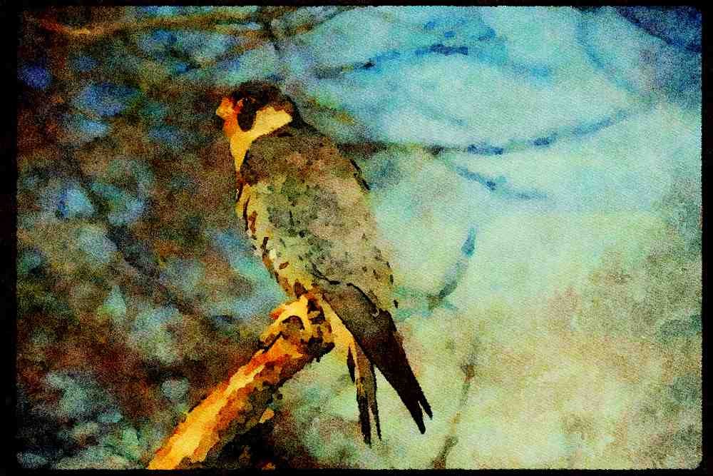 070039 Peregrine Falcon On Hunting Perch A4 Limited Edition Watercolour Print