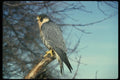 070039 Peregrine Falcon On Hunting Perch A4 Photo Print