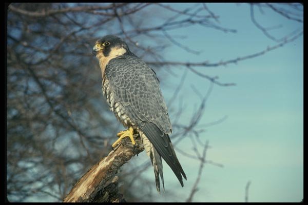 070039 Peregrine Falcon On Hunting Perch A4 Photo Print