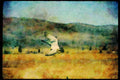 070040 Peregrine Falcon Landing A4 Limited Edition Watercolour Print