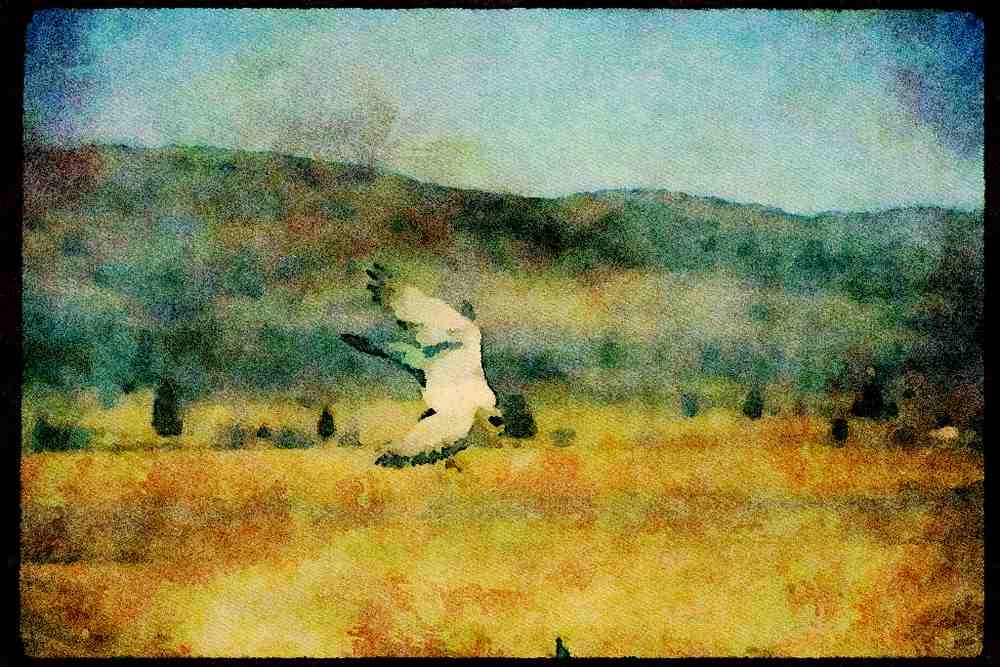 070040 Peregrine Falcon Landing A4 Limited Edition Watercolour Print