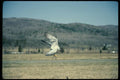 070040 Peregrine Falcon Landing A4 Photo Print