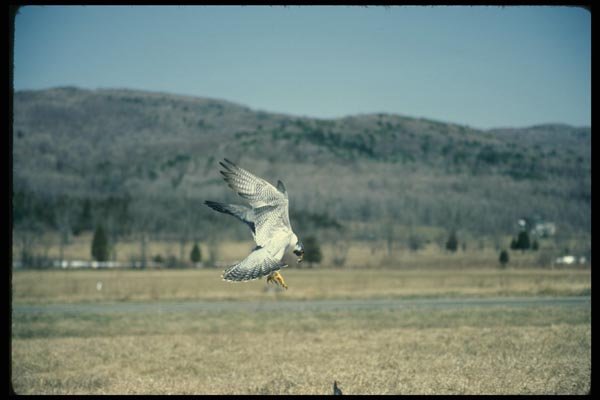 070040 Peregrine Falcon Landing A4 Photo Print