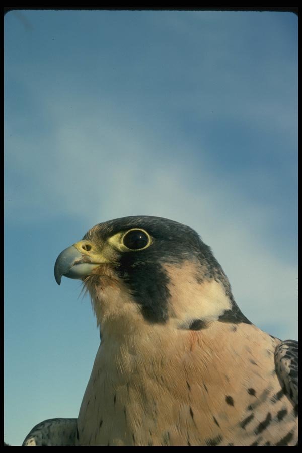 070041 Peregrine Falcon (Head Shot) A4 Photo Print